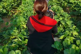 山东电视台美女记者草莓园采访图片