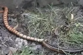 为何有人说“蛇吃黄鳝，找死”？黄鳝有那么厉害吗？看完你就懂了图片