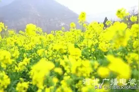 爱家乡 游河北 发现身边的美 | 鹿泉世外桃源常馨谷：省会最美油菜花赏花地图片