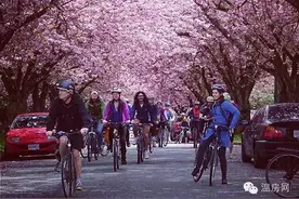 几十万棵樱花树的加拿大温哥华樱花街太美了图片