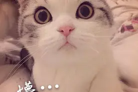 每日分享，活泼可爱，古灵精怪图片