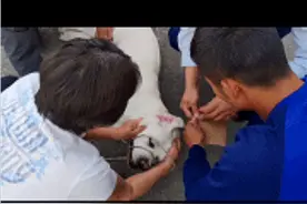 宠物狗不慎将自身上的狗链子卡住了脖子 消防救援人员紧急处置图片