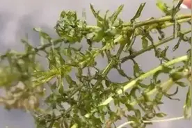 伊乐藻上有茶垢一样的积灰怎么办？图片