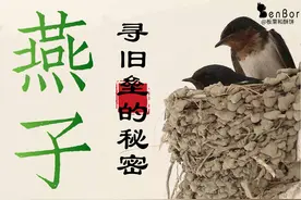 燕子归来，是怎么找到旧巢的？这就是一篇最硬核的科普图片