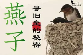 燕子归来，是怎么找到旧巢的？这就是一篇最硬核的科普图片