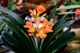 君子兰正在开花，给它做好“三不要”，否则花期短，还容易黄叶图片