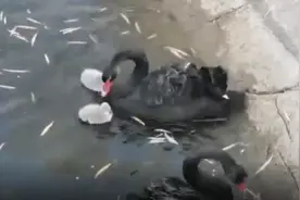萌翻了！磴口喜迎两只黑天鹅小宝宝，竟然不是黑色的图片