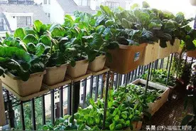 阳台种菜，做不到这几点，不要尝试。怎么才能种好菜？图片