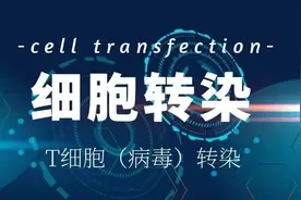 T细胞（病毒）转染图片
