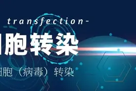 T细胞（病毒）转染图片