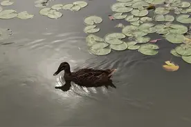 荷塘的鸭JQK——天津水上公园图片