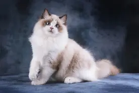 你与你家猫主子的前世今生图片