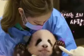 韩女团成员浓妆抱熊猫幼崽，被要求道歉？网友发怒：把国宝还回来图片