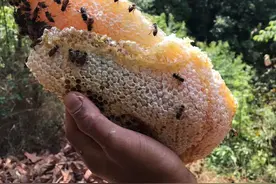 贵州大山深处纯天然野生蜂蜜图片