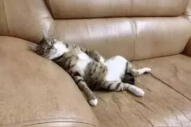猫知道自己是猫吗？猫咪把自己当“人”的表现，你家猫中了几个？图片