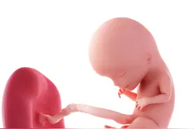 移植低级别的胚胎能怀孕吗？图片