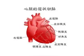 心脏血管，有多大？图片
