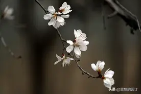 春风不肯停仙驭，却向蓬莱看杏花图片