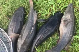 笋壳鱼，又一外来物种泛滥，个大肉肥凶猛，但钓上来也没人吃图片