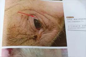 母猪乳房是妈妈对仔猪深深的爱图片