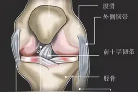 羽毛球运动伤病膝盖损伤是“重灾区”，各大球友且打且珍膝图片