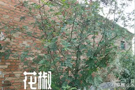 花椒什么时候扦插成活率最高，扦插的方法是什么？图片