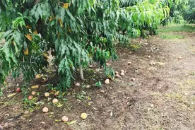 桃树遭受暴雨后病虫害防治技术图片