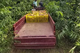 岐山县凤鸣镇：小产业聚合力 贫困户笑开颜图片
