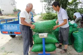 小小毛豆赚大钱图片