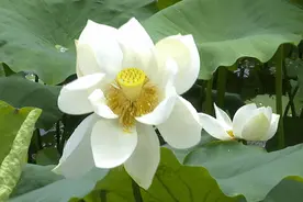 看取莲花净，应知不染心图片
