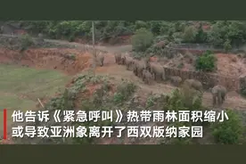 专家谈云南野象群进城游荡原因：或因热带雨林缩减 象族壮大外出找新家图片
