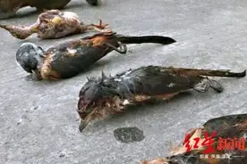 男子家中被搜出大量野生动物冻体！曾食用老鹰头“治病”图片