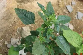 野草那点事，畜牧业也是药，兽医老王谈草药在兽医上的应用（四）图片