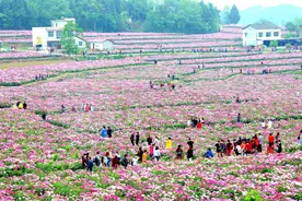 中江万亩芍药花竞相开放 走出“药农+花农”增收新路子图片