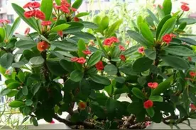 8种漂亮花，别在屋里养，都是有毒的植物图片