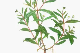 中药古今研究：墨旱莲图片