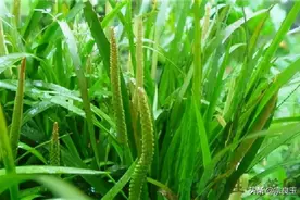 端午节，来认认屈原歌唱过的3味心脏病“香草”药图片