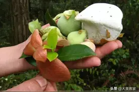 “茶泡”熟了，小时候的美味，花钱都难买到，你还记得吗？图片