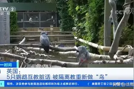 英国伦敦5只鹦鹉互教脏话骂游客 已被隔离，重新做“鸟”图片