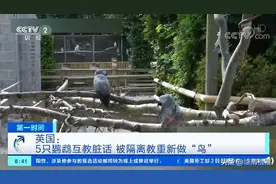 英国伦敦5只鹦鹉互教脏话骂游客 已被隔离，重新做“鸟”图片