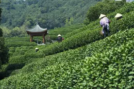 西湖龙井四大品牌，有你知道的吗图片