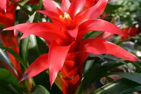 日常家居盆栽花草种植养护系列之——（鸿运当头篇）图片