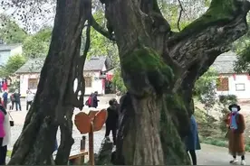 对节白蜡千年长图片