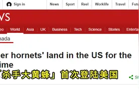 杀人蜂入侵美国？美国网友有点慌，日本网友口水都要流出来了图片