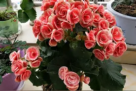 一款超漂亮的盆栽花，号称“无刺玫瑰”，花期全年，很值得拥有！图片