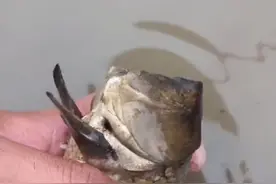 僵尸鱼？贵州老乡捞起无头鲤鱼，无头无眼还能活，老乡直呼神仙鱼图片