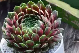 紫牡丹的养殖方法和注意事项图片