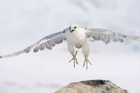 万鹰之神——海东青图片
