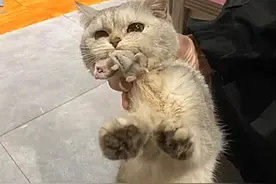猫咪寄养在宠物店，隔天打电话要赔钱，看到证据后，赶紧转账图片