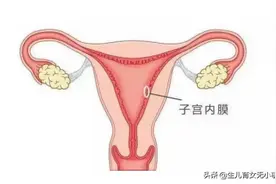 子宫内膜是生命的土壤，它到底是怎么回事？是如何发挥作用的？图片